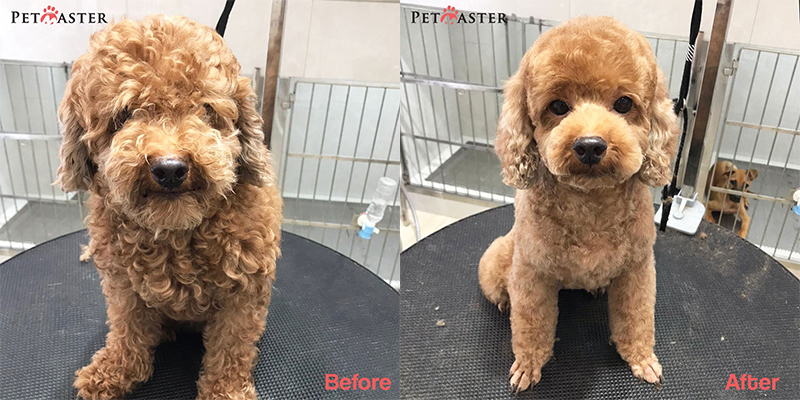 Teddy cut for Brown Poodle